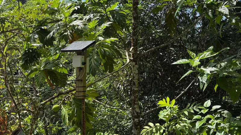 Regenwald auf Trinidad